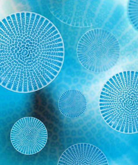 Microalgues