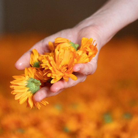 Calendula