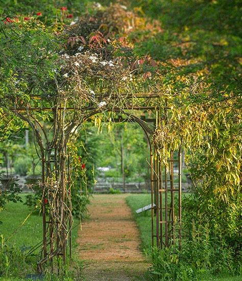 garden