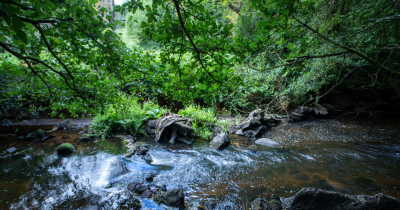 foret nature riviere
